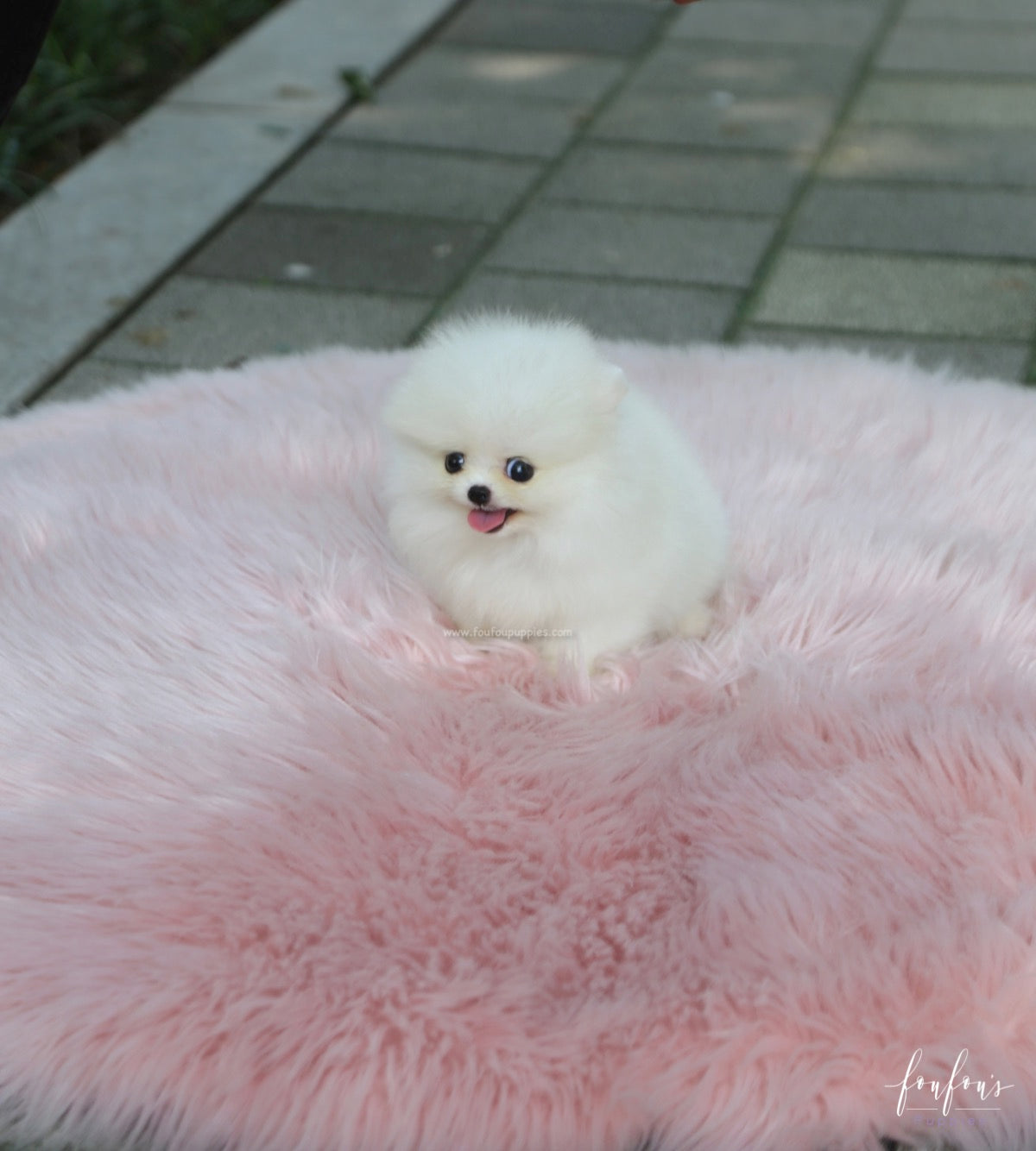 Nala - Pomeranian F.