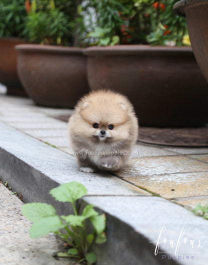 Luna - Pomeranian F.