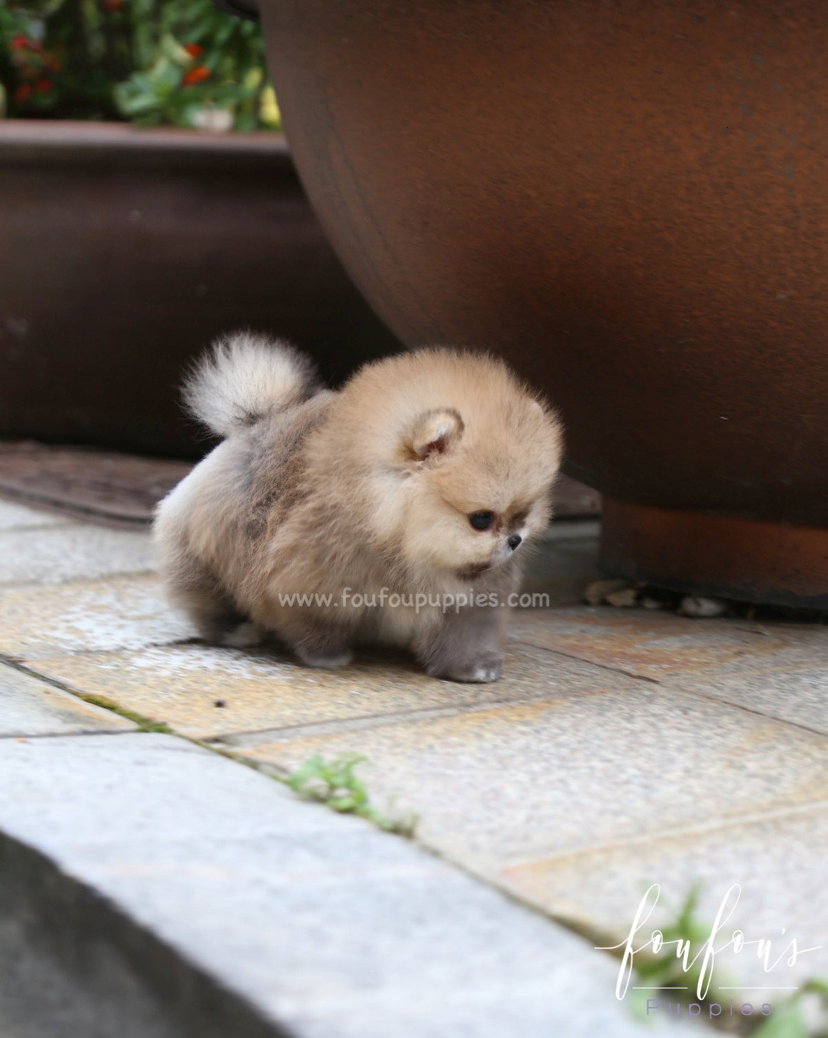 Luna - Pomeranian F.