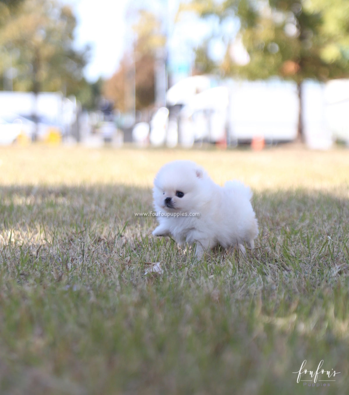 Angel - Pomeranian F.