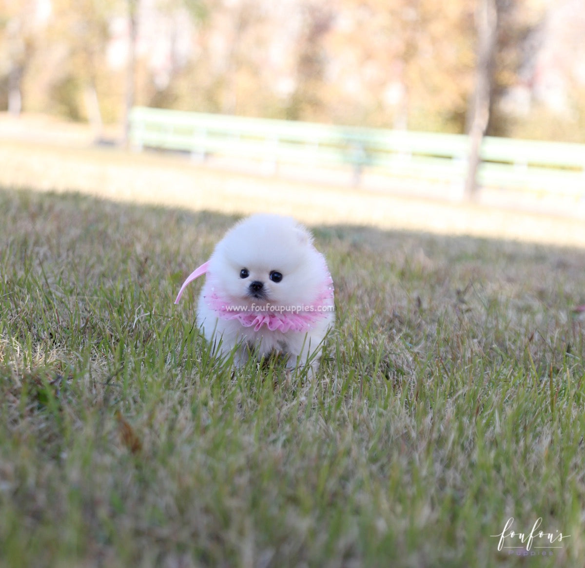 Angel - Pomeranian F.