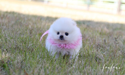 Angel - Pomeranian F.