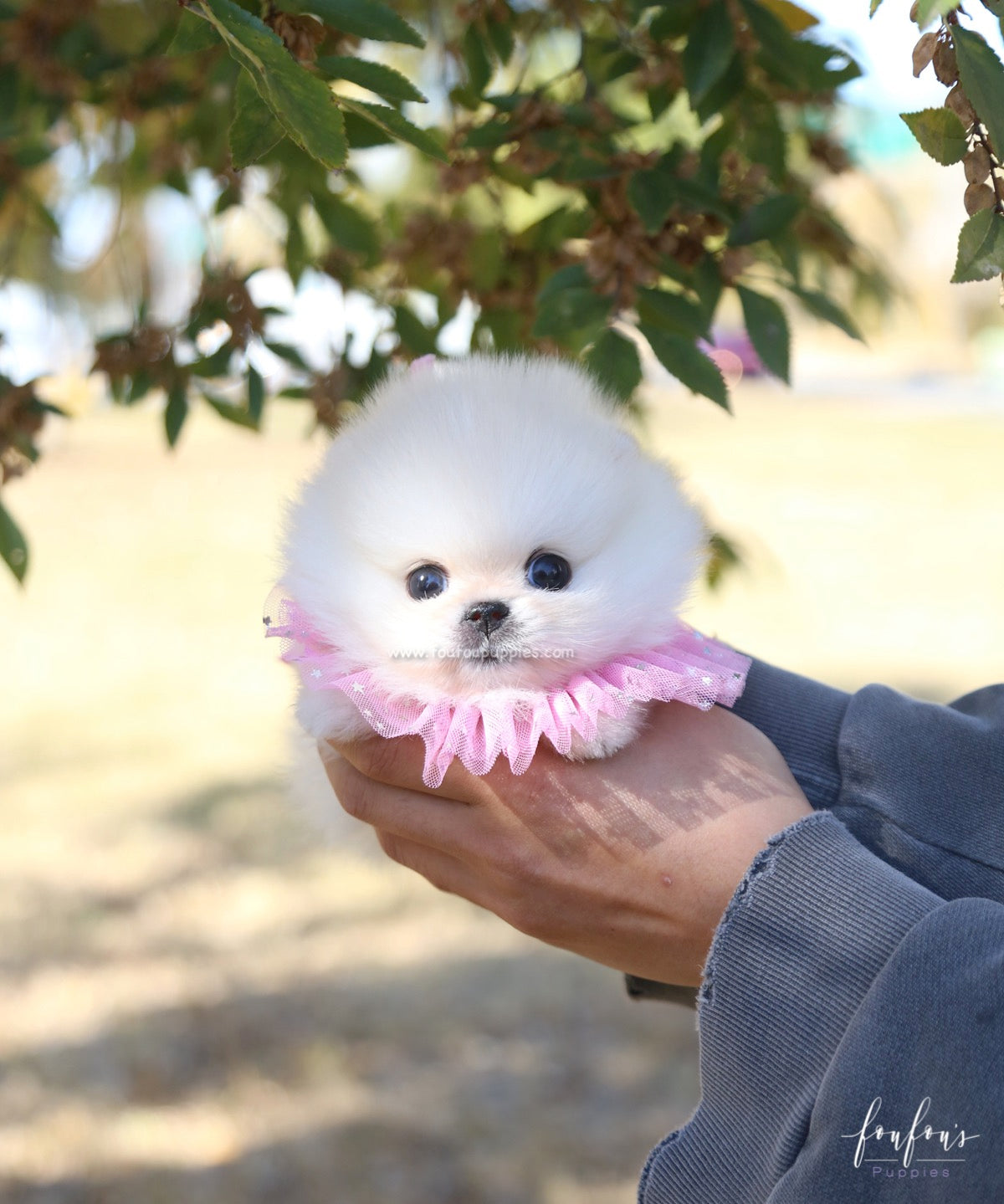 Angel - Pomeranian F.