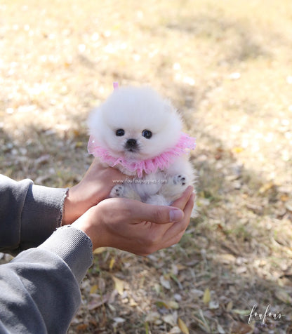 Angel - Pomeranian F.