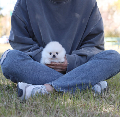 Angel - Pomeranian F.