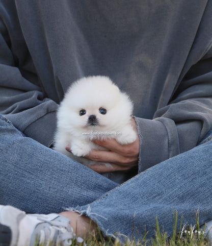 Angel - Pomeranian F.