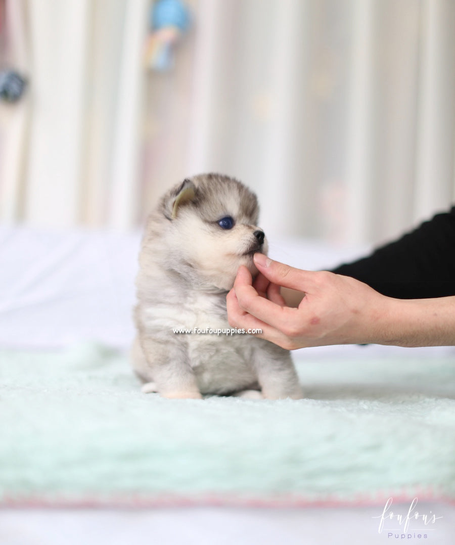Azula - Pomsky F.