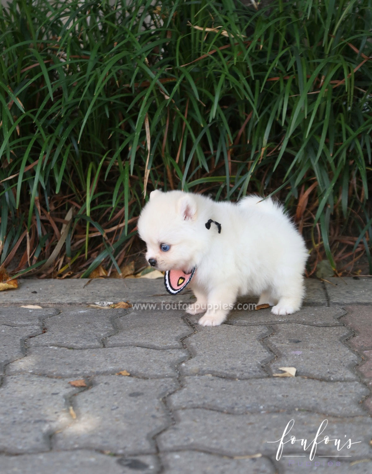 Capri - Pomsky F.