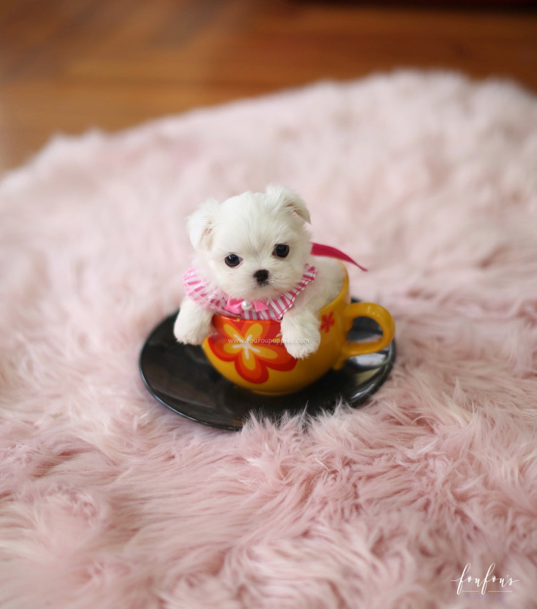 Teeny - Maltese F.