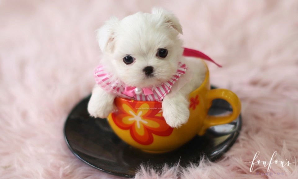 Teeny - Maltese F.