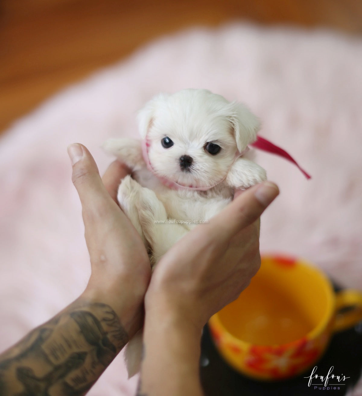 Teeny - Maltese F.