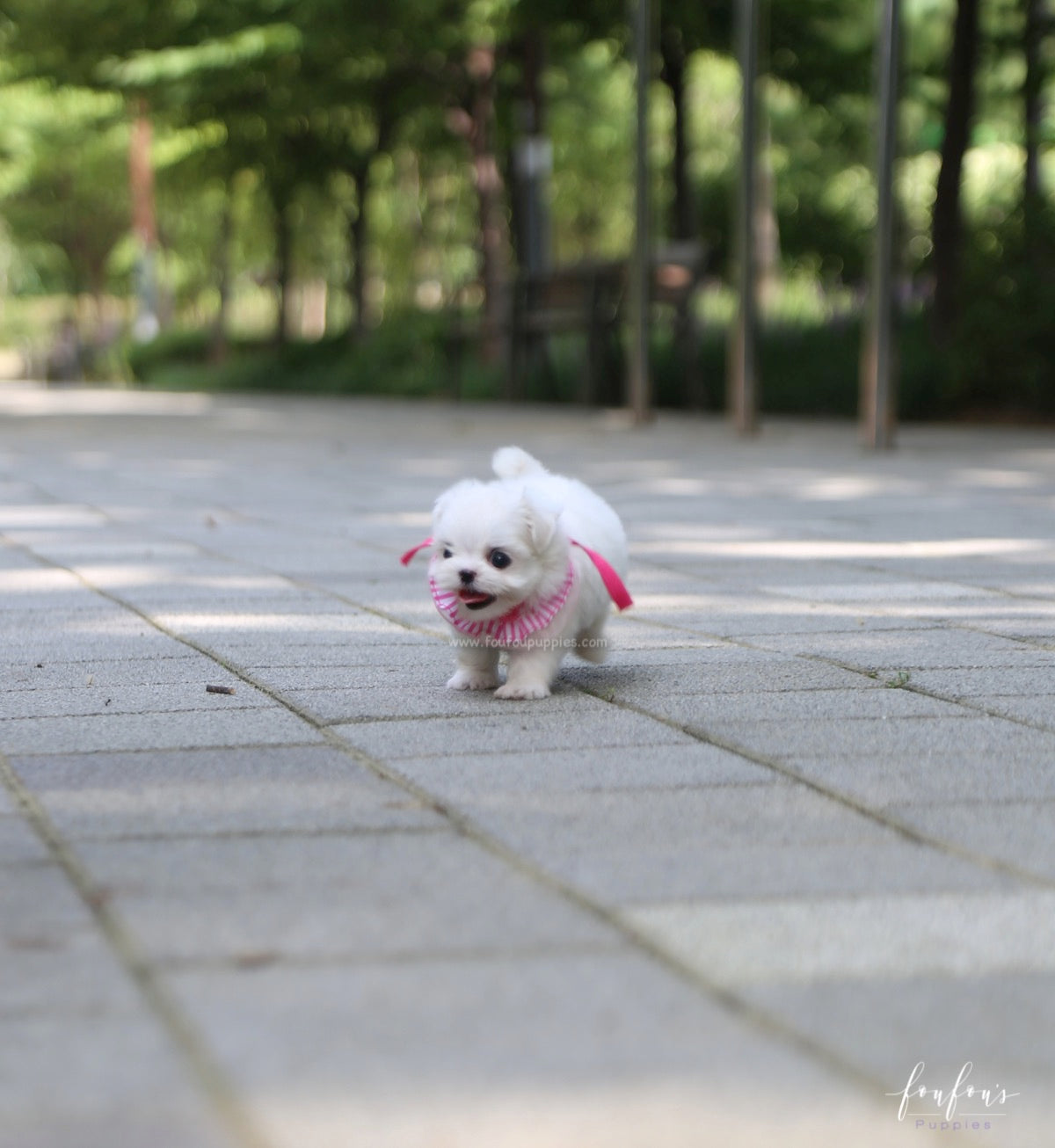 Teeny - Maltese F.