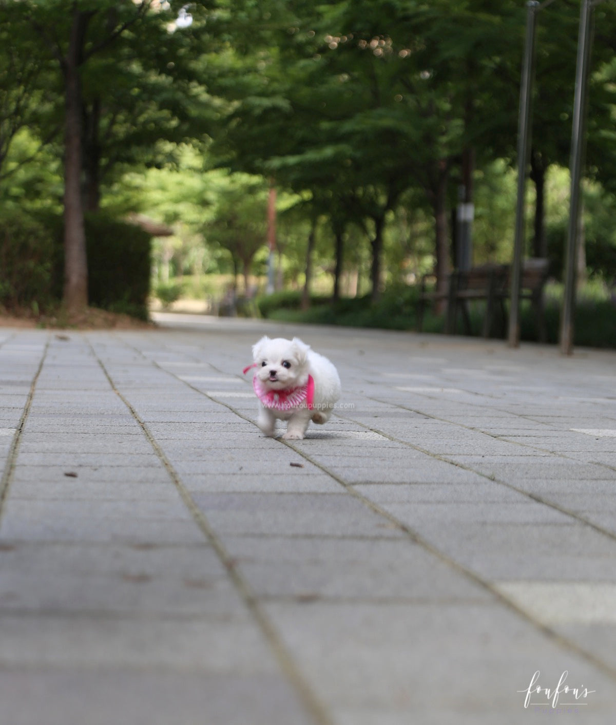 Teeny - Maltese F.