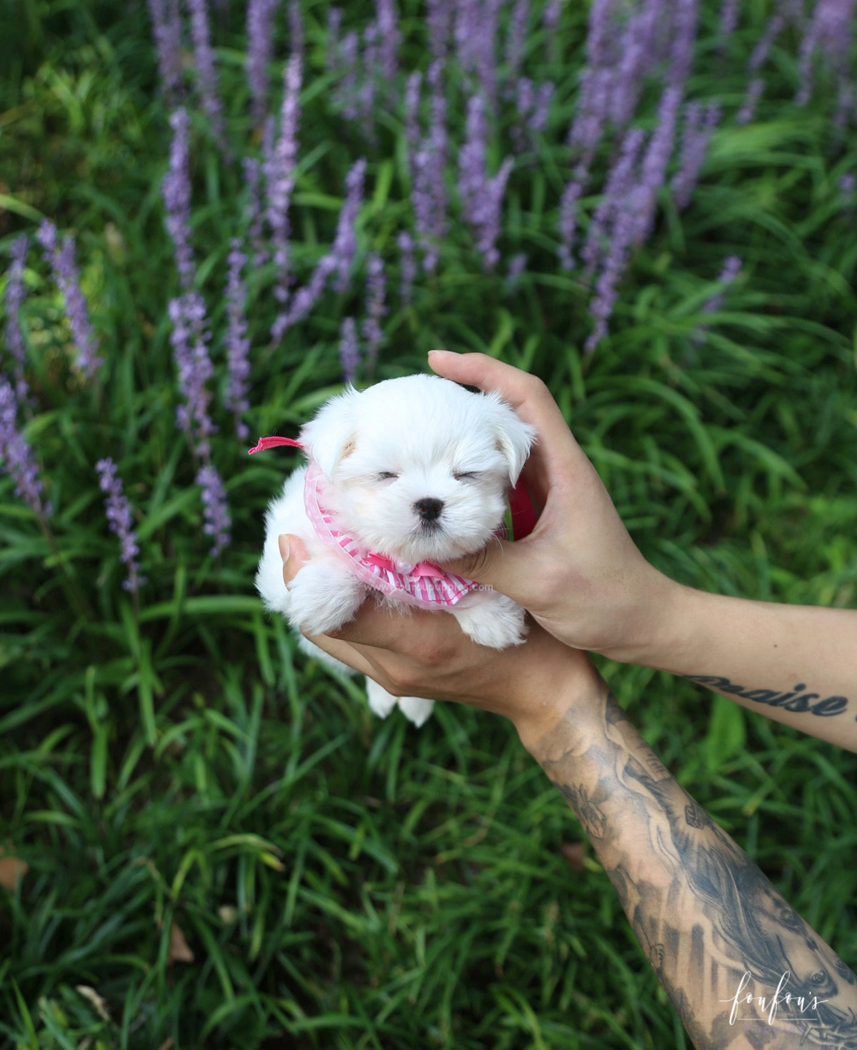 Teeny - Maltese F.