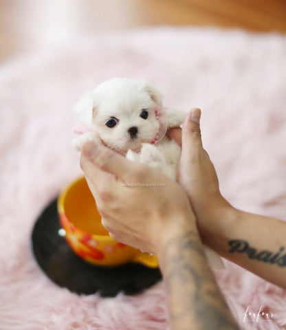 Teeny - Maltese F.