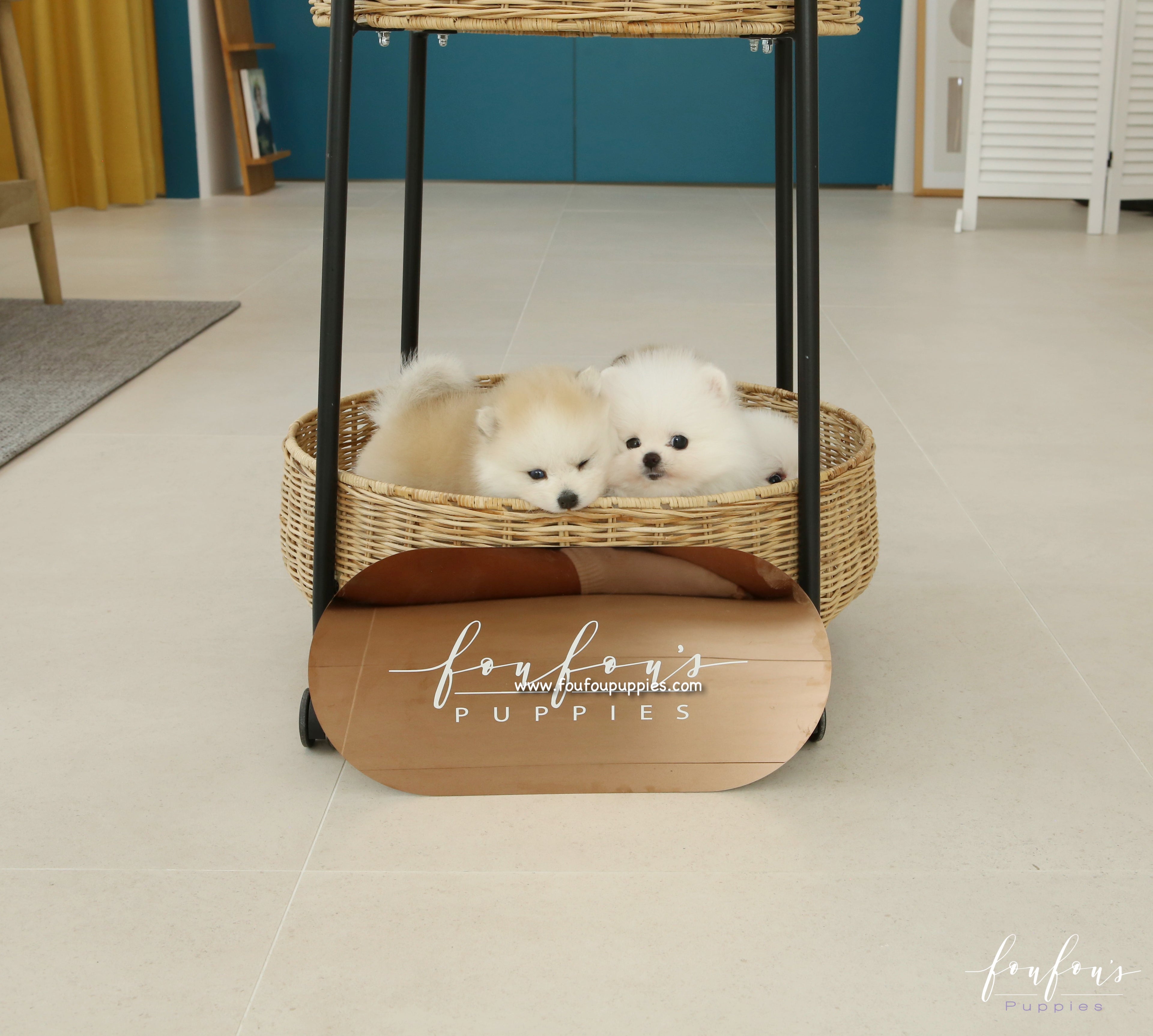 Fendi - Pomsky F.