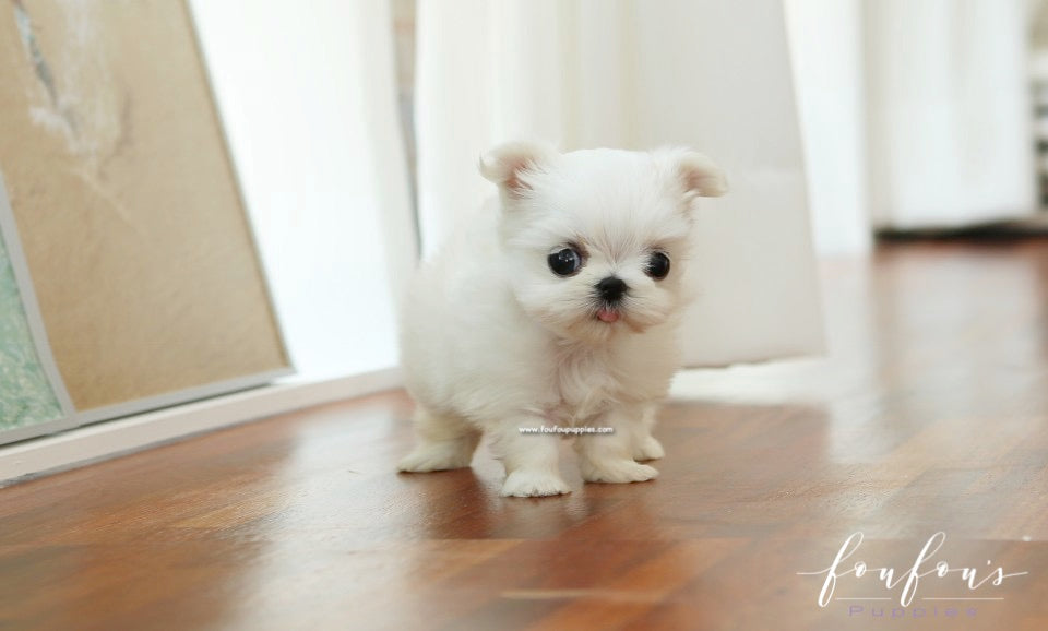 Fashion micro teacup maltese price