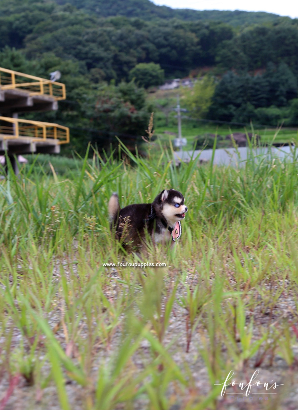 Mavi - Pomsky F.