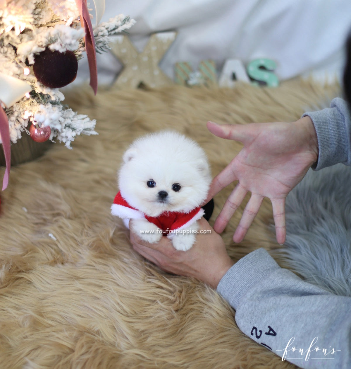 Lumi - Pomeranian F.