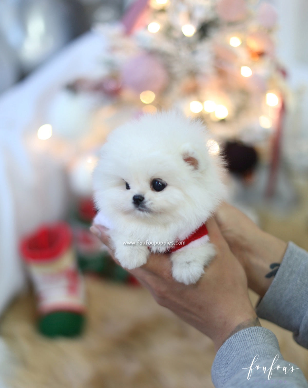 Lumi - Pomeranian F.