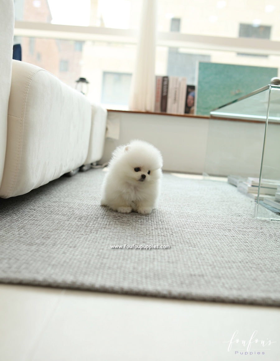 GiGi - Pomeranian F.
