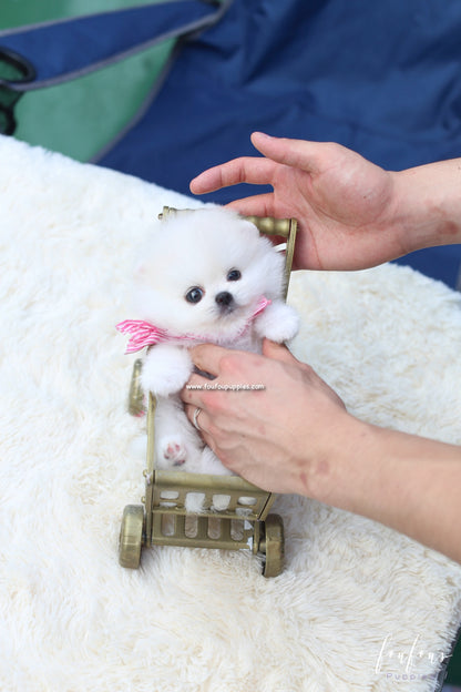 Gidget - Pomeranian F.