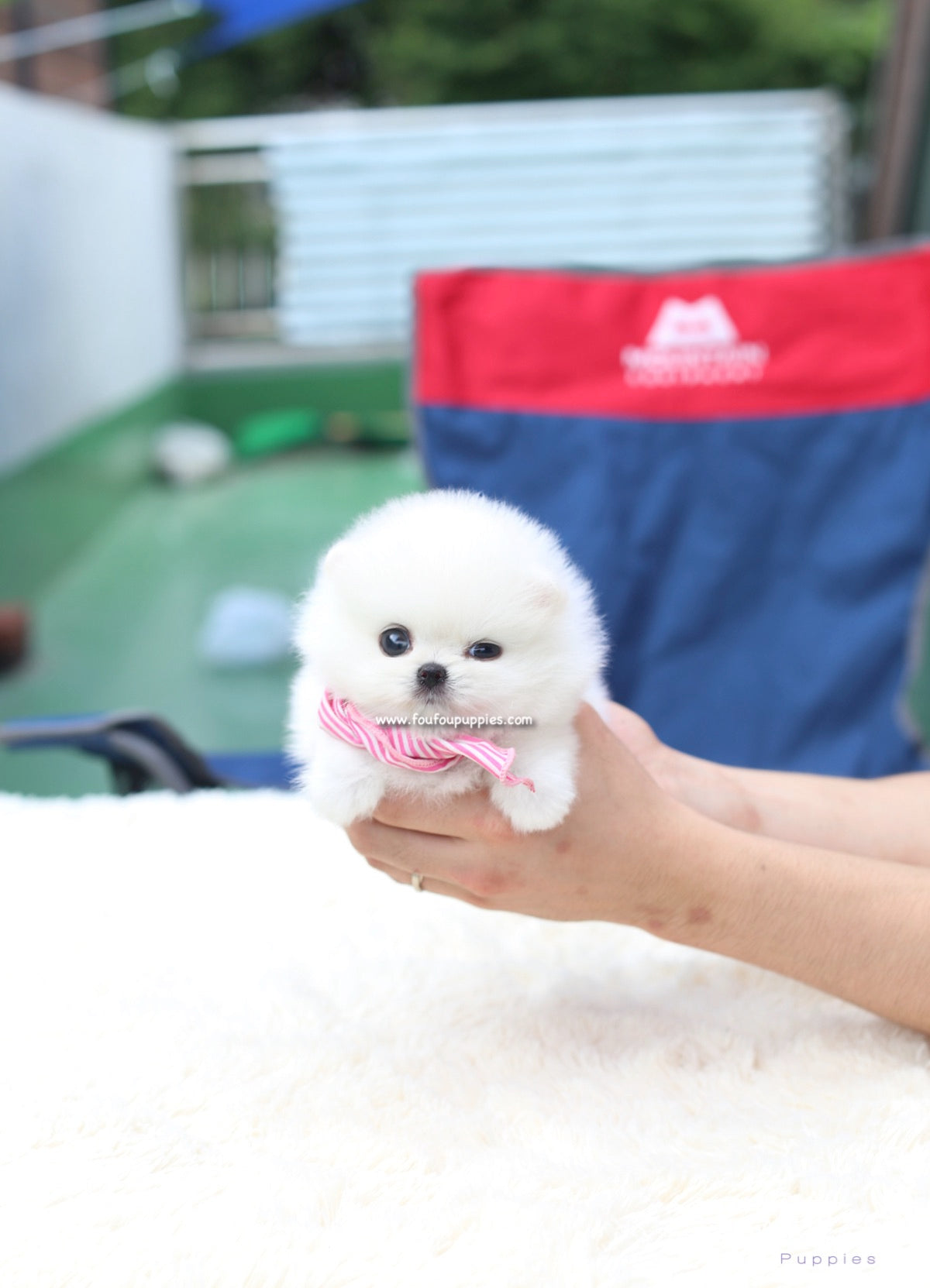 Gidget - Pomeranian F.