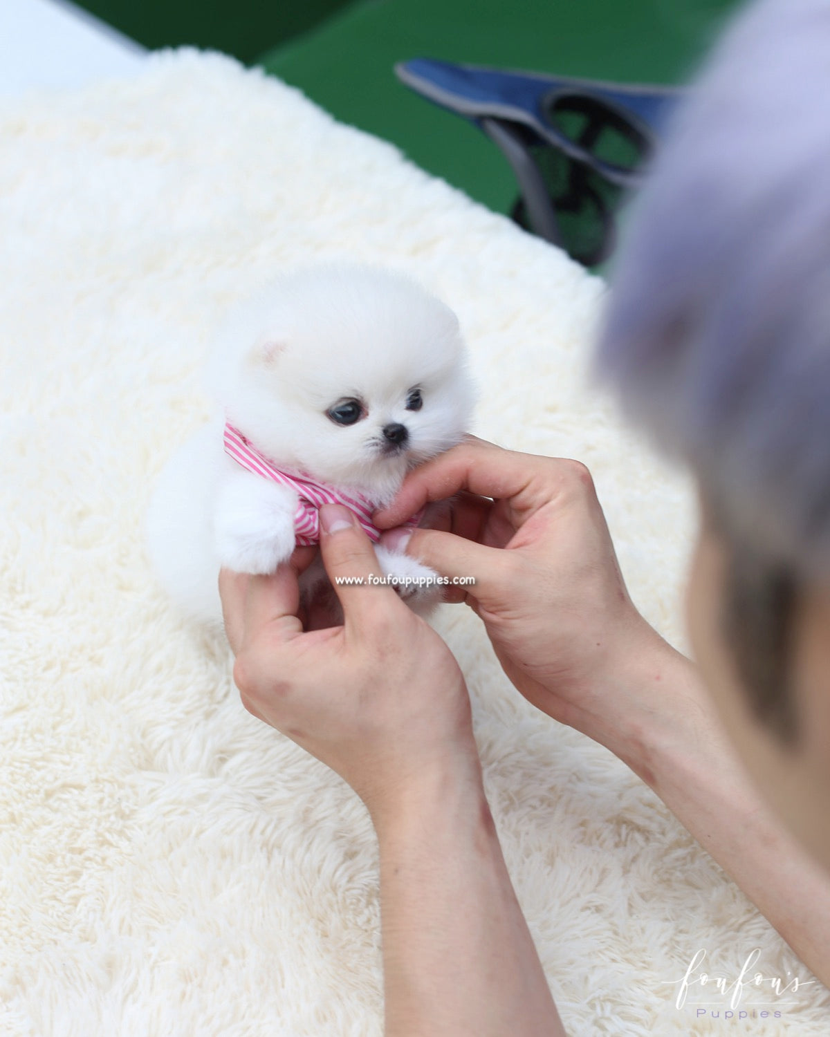 Gidget - Pomeranian F.