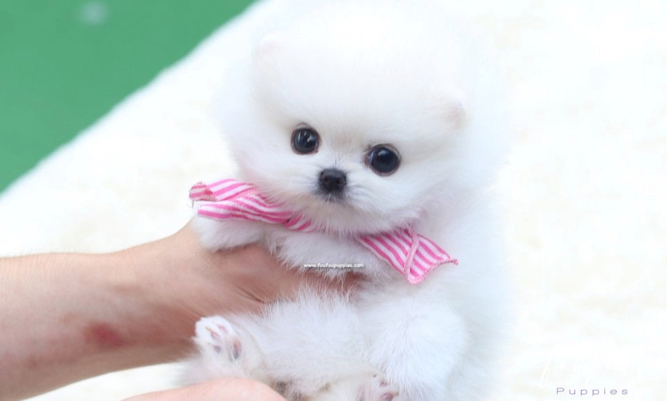 Gidget - Pomeranian F.