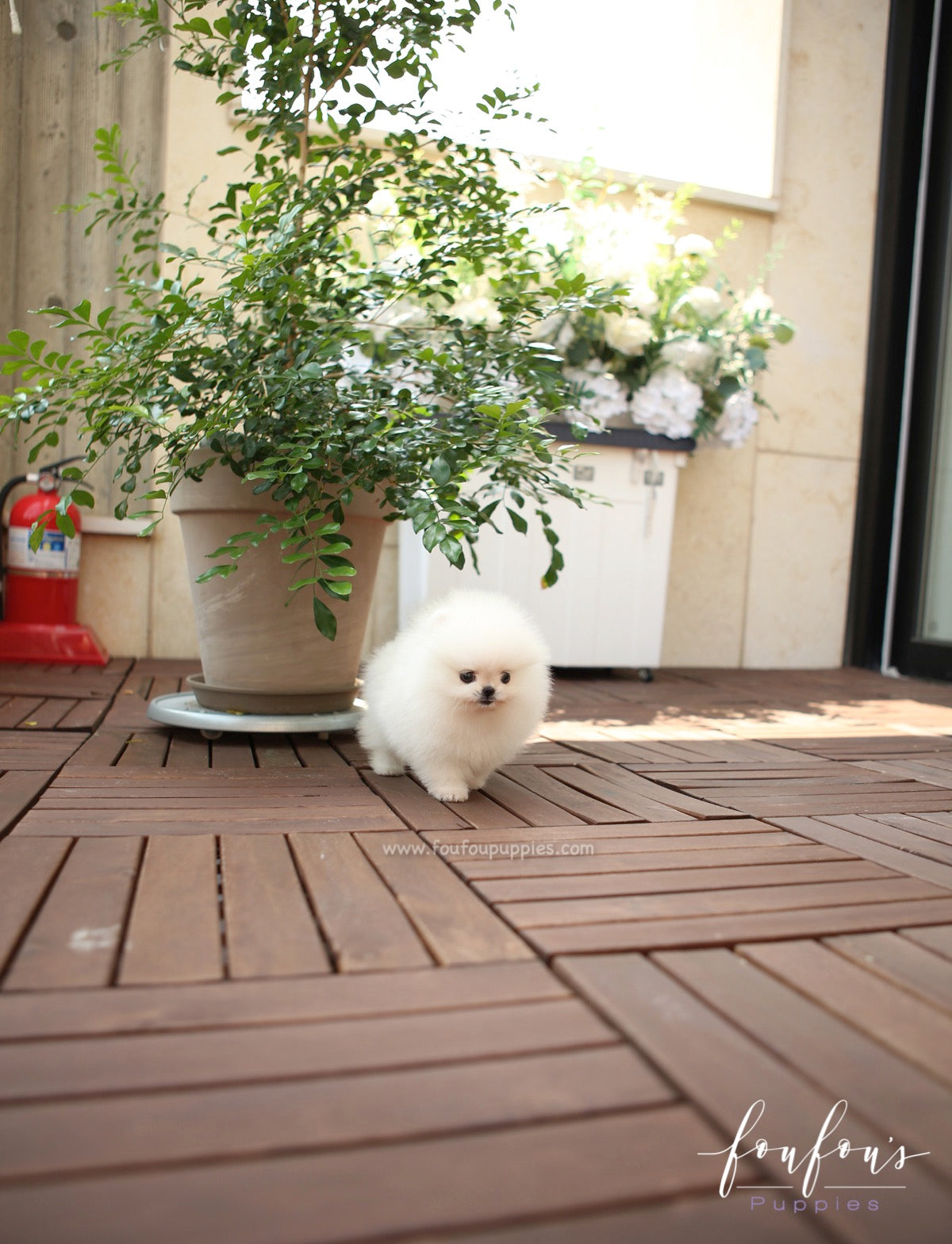 GiGi - Pomeranian F.