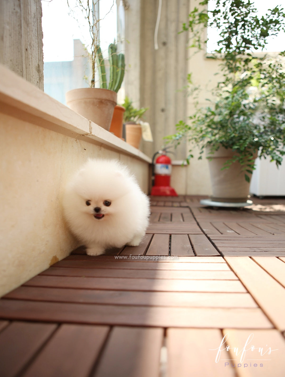 GiGi - Pomeranian F.