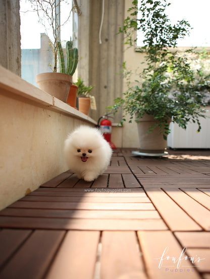 GiGi - Pomeranian F.