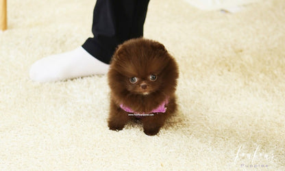 Hazel - Pomeranian F.