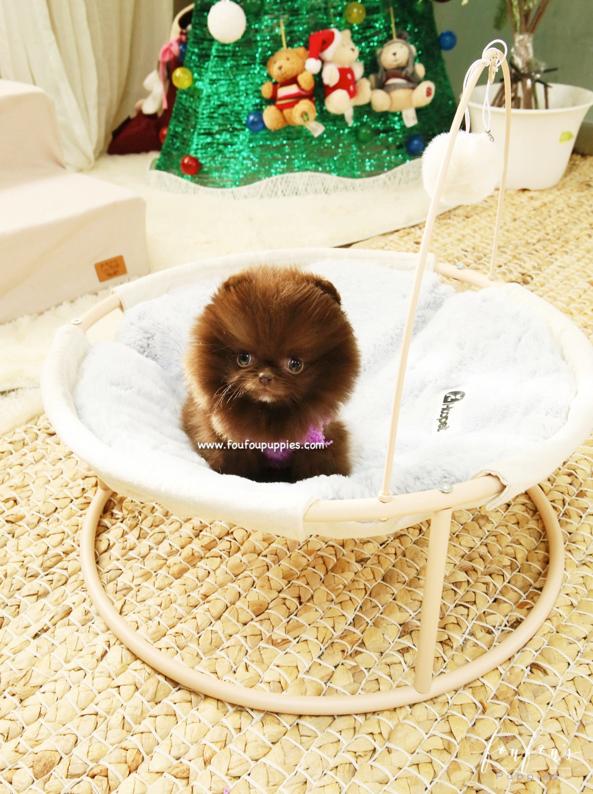 Hazel - Pomeranian F.