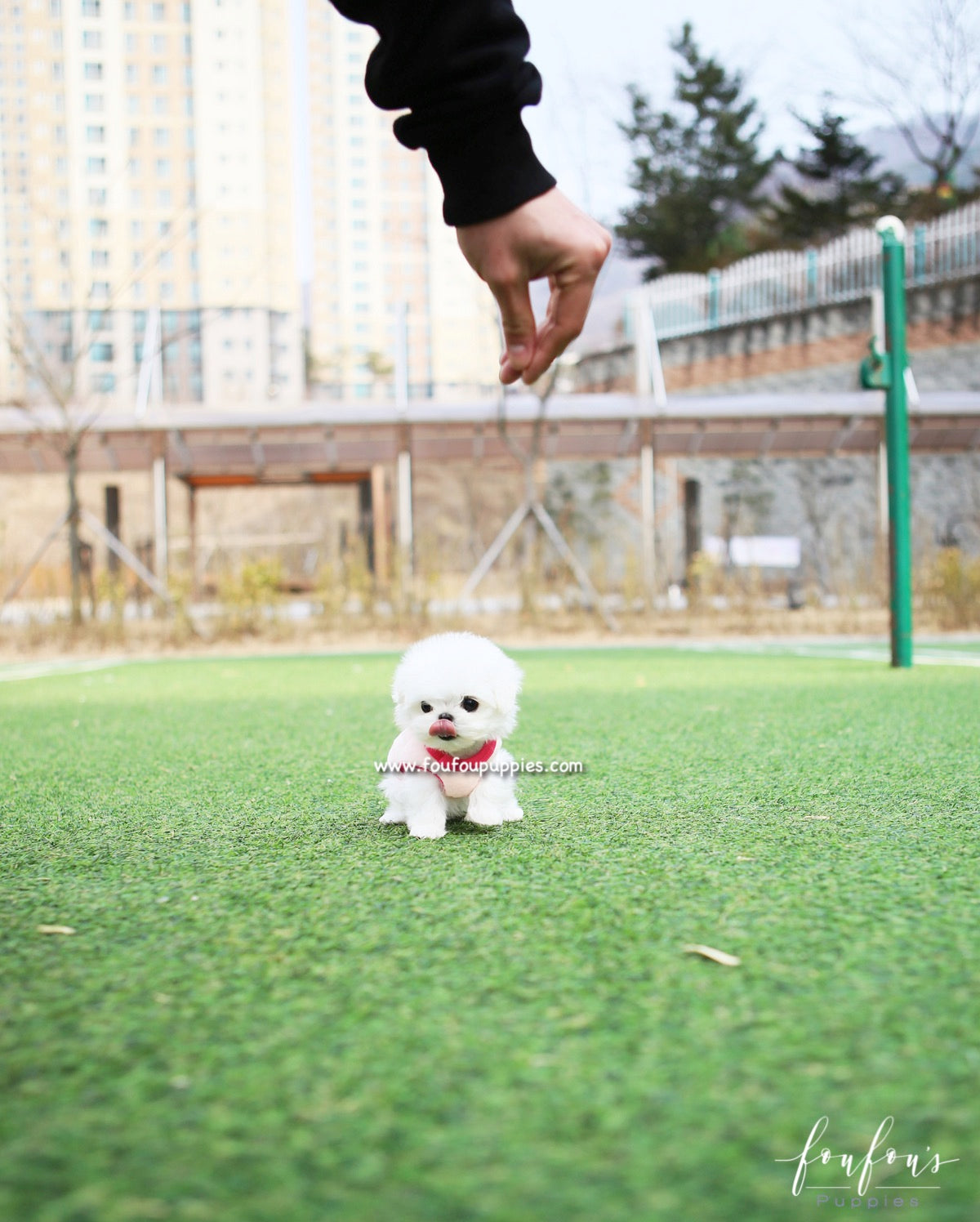 Pearl - Maltese F.