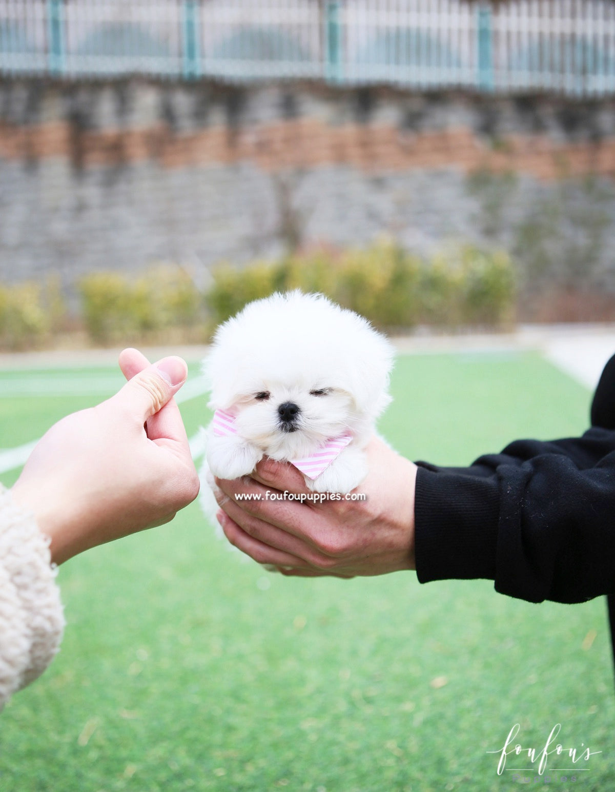 Pearl - Maltese F.