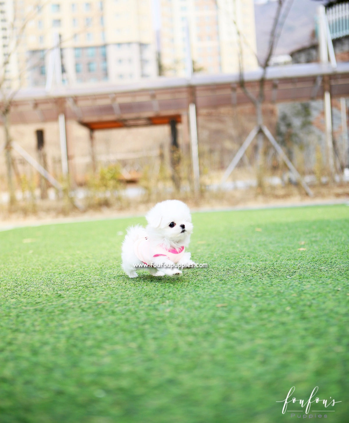 Pearl - Maltese F.