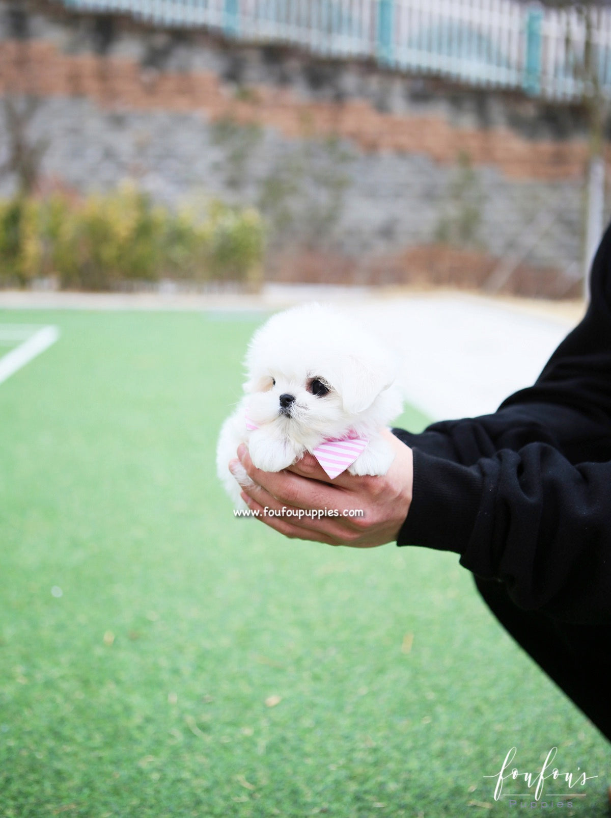 Pearl - Maltese F.