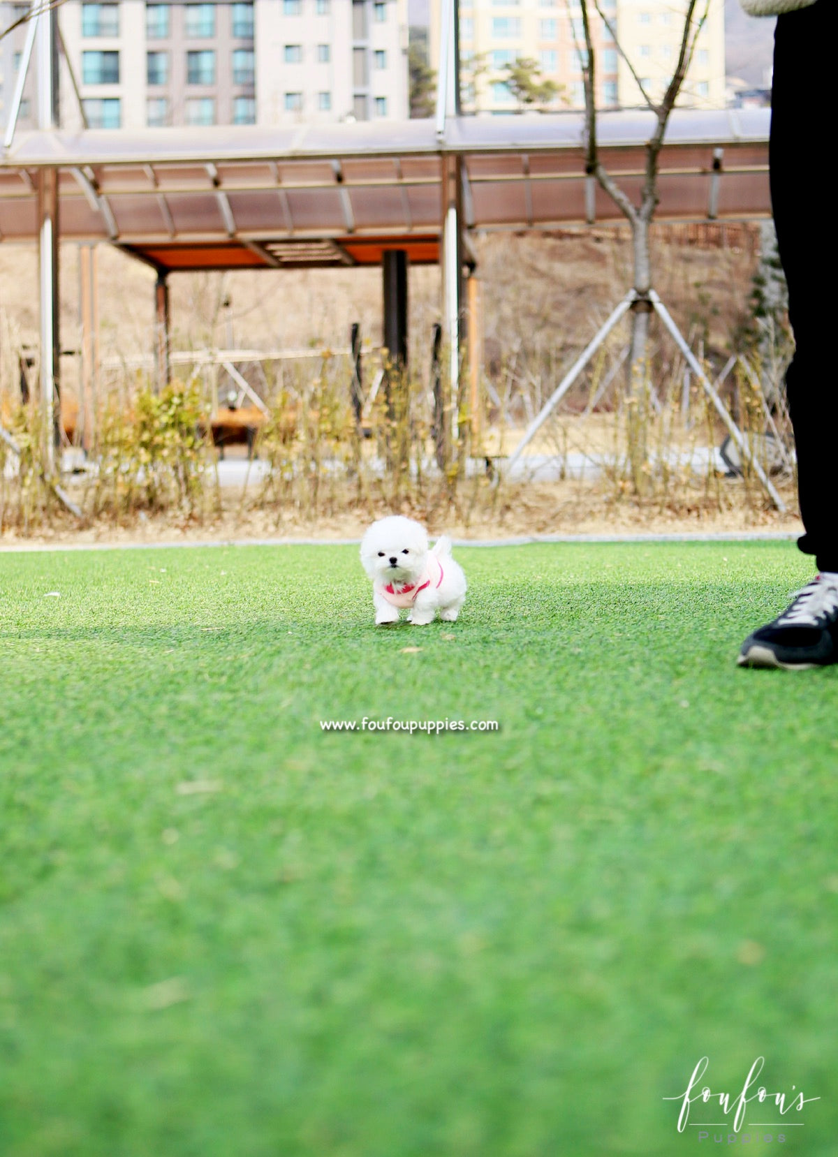 Pearl - Maltese F.