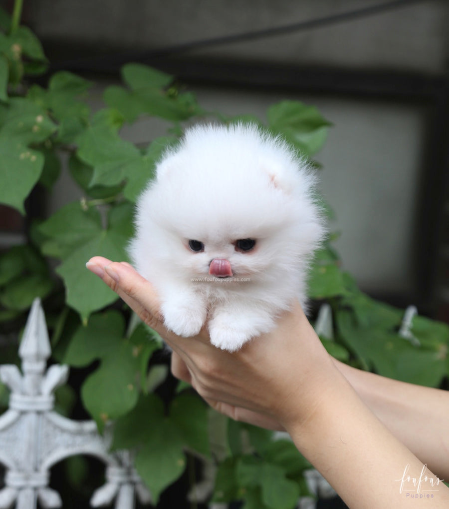 Pinky - Pomeranian F.