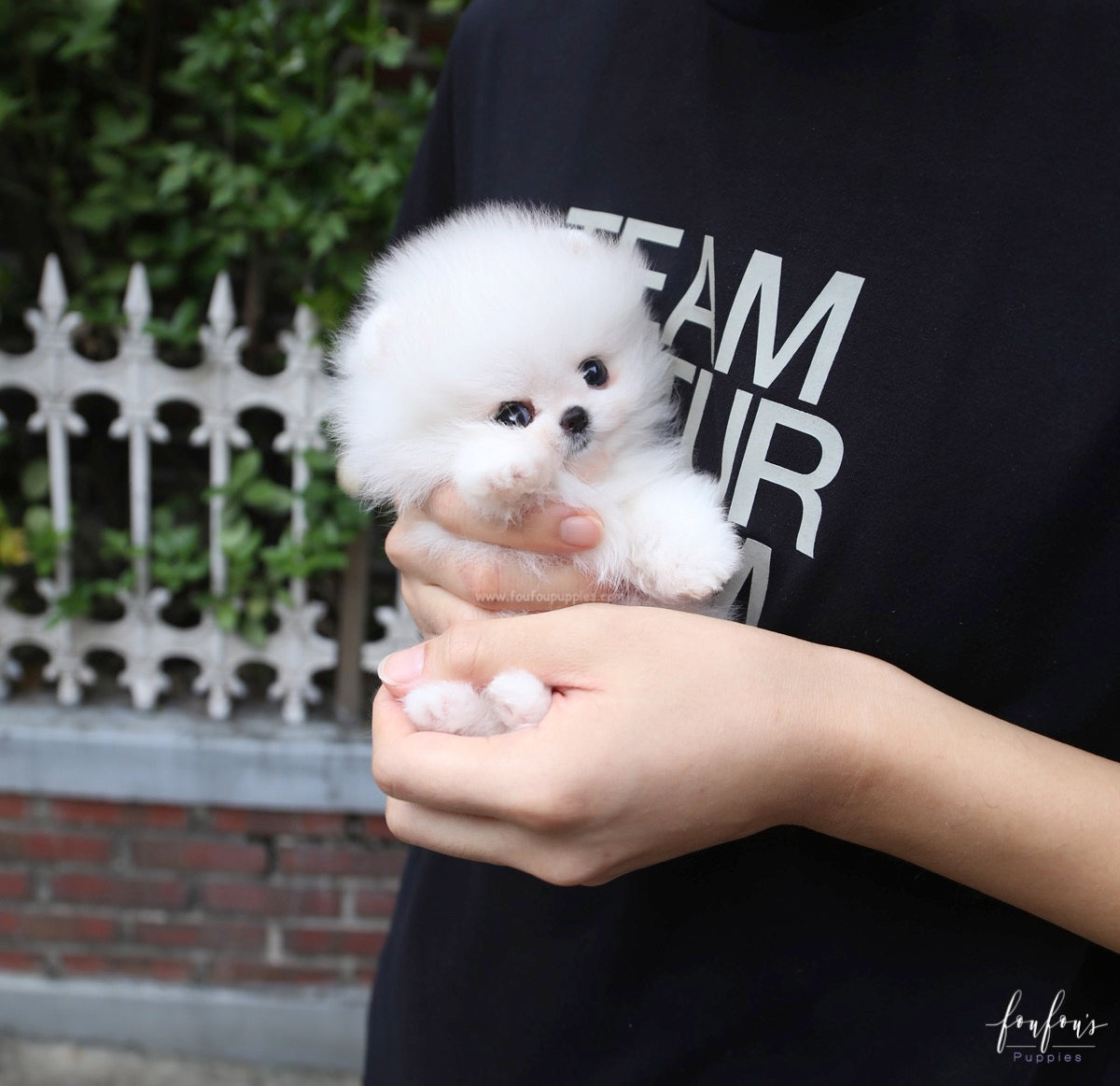 Pinky - Pomeranian F.