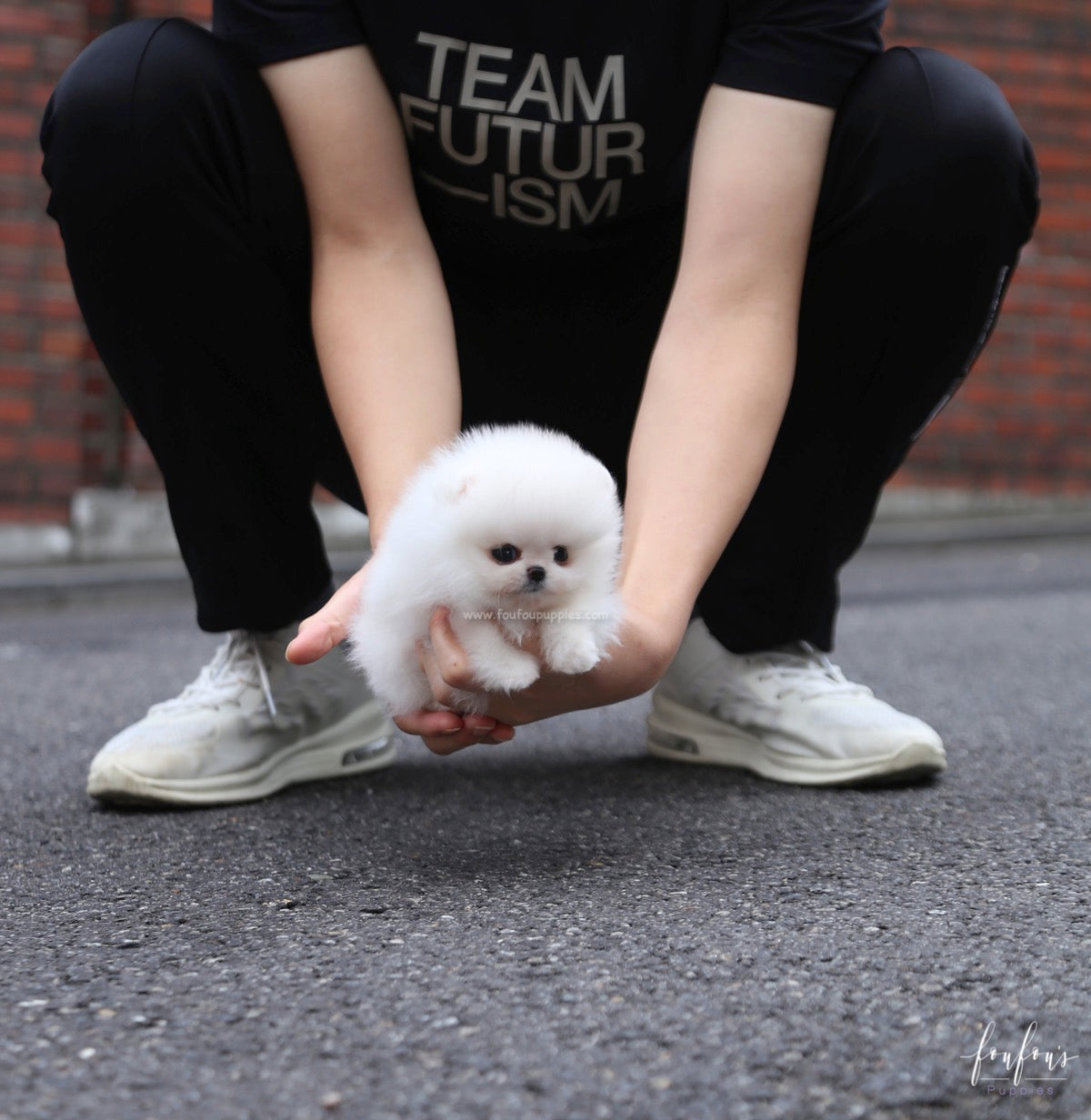 Pinky - Pomeranian F.