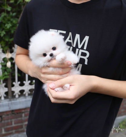 Pinky - Pomeranian F.