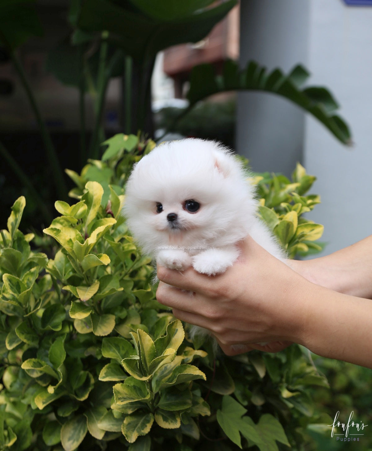 Pinky - Pomeranian F.