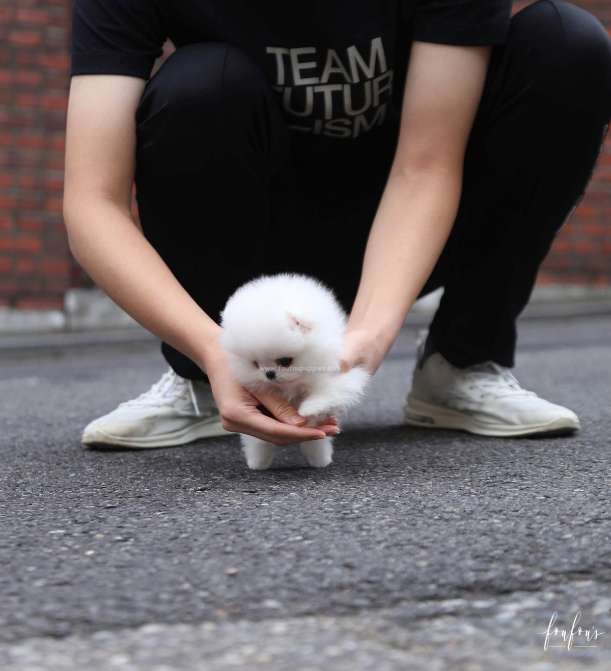 Pinky - Pomeranian F.