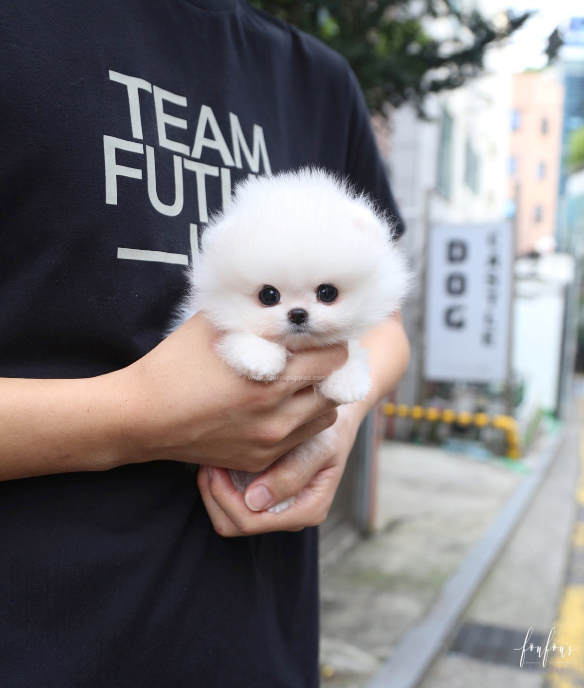 Pinky - Pomeranian F.