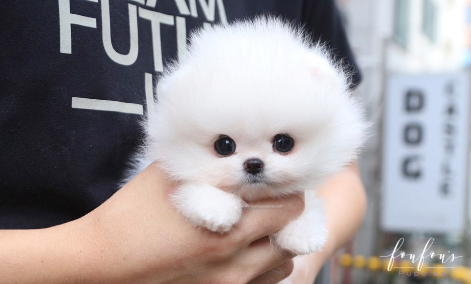 Pinky - Pomeranian F.