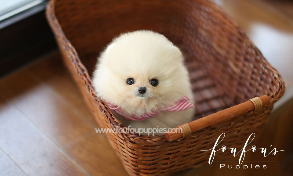 Hermes - Pomeranian M.