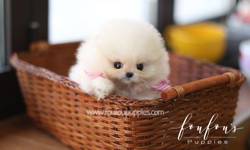 Hermes - Pomeranian M.