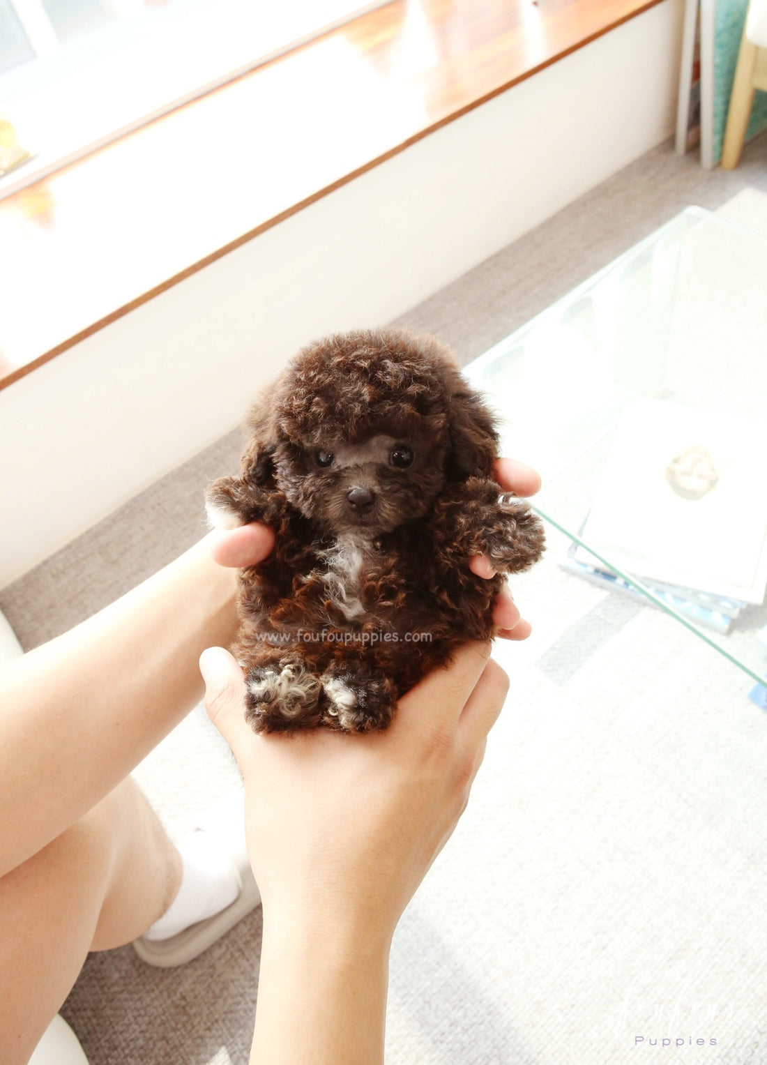 Hershey - Poodle M.